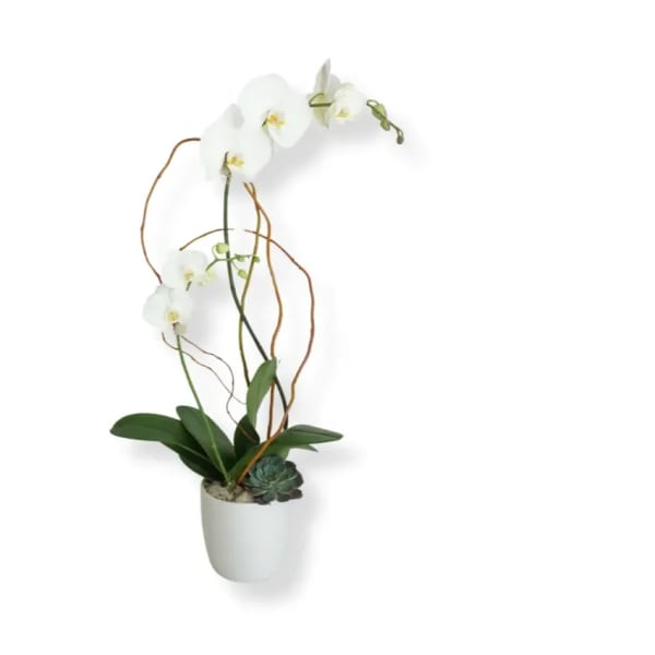 White orchid plant in a white pot with a small succulent