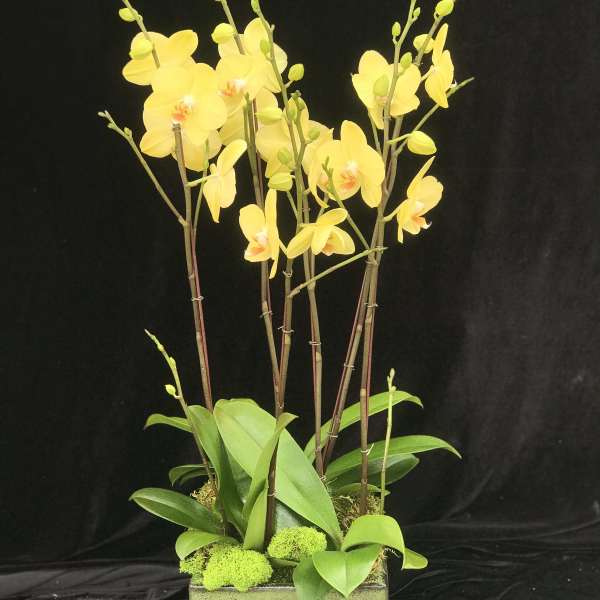 Yellow orchids in a square green vase with moss accents
