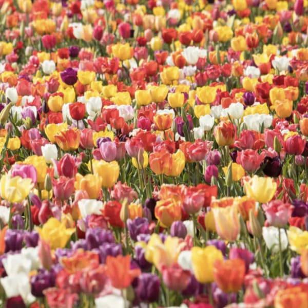 Assorted Tulip Bouquet