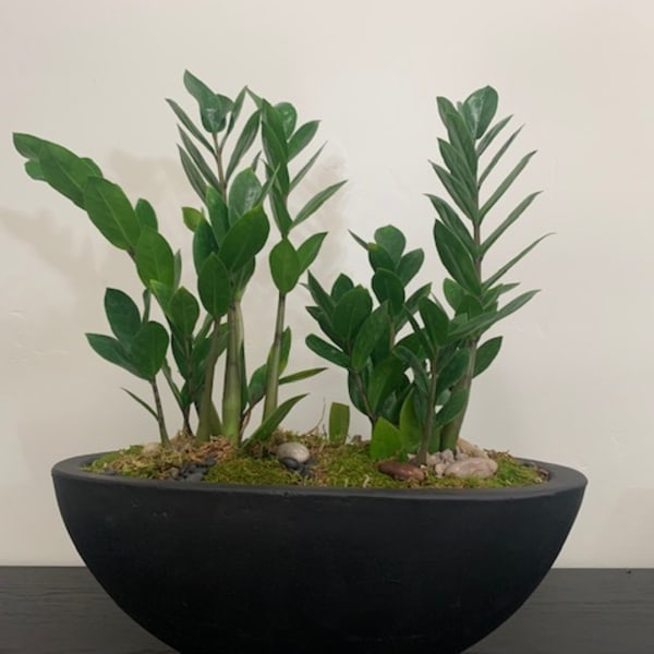 Potted green plant arrangement in a black bowl planter