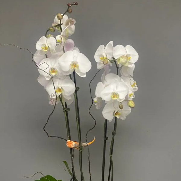 White orchids in a white ceramic bowl planter