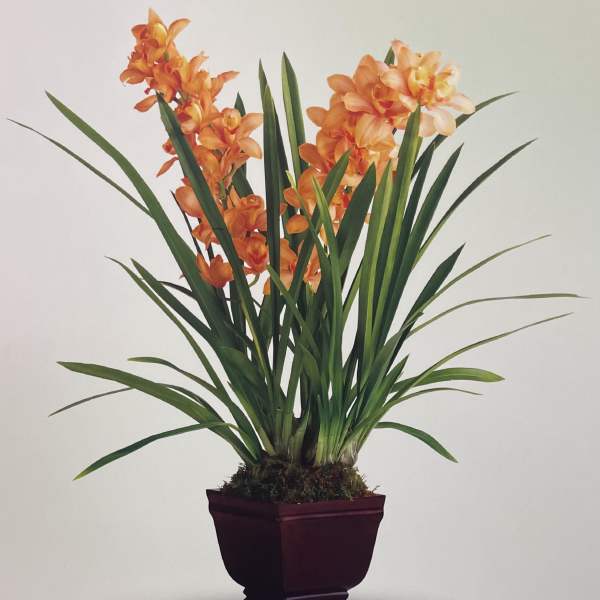 Orange orchid arrangement in a dark purple planter