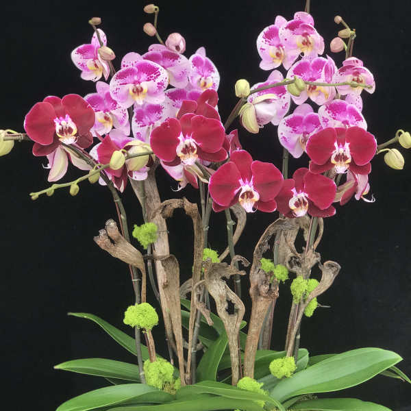 Pink orchids arranged in a white rectangular planter