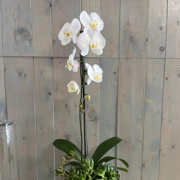 White orchid arrangement in a white pot with green succulents