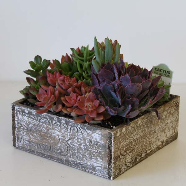 Succulent Box/26