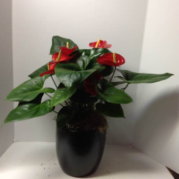 Red anthuriums in a black pot with broad green leaves