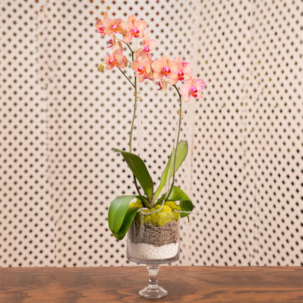 Pink orchids in a glass pedestal vase with layered moss and pebbles