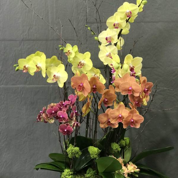 Orchid arrangement in a rectangular planter with yellow, orange, and pink blooms