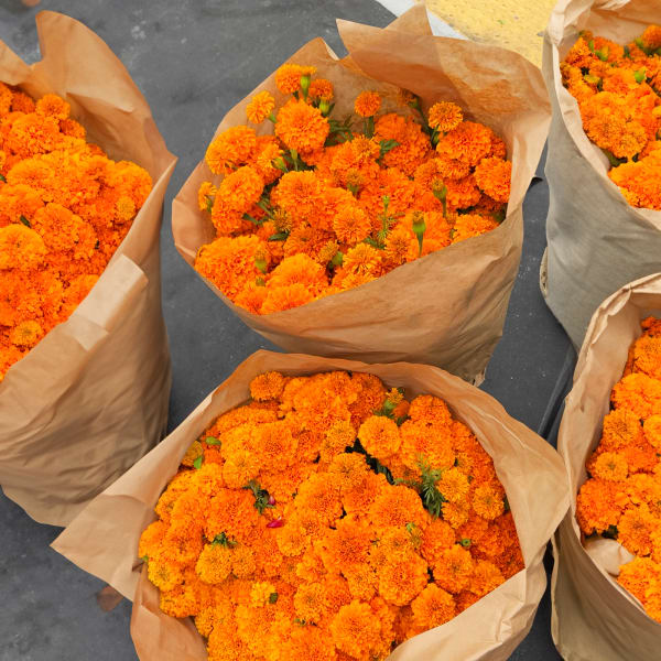 CEMPASCÚCHIL CUBETA / MARIGOLD BUCKET