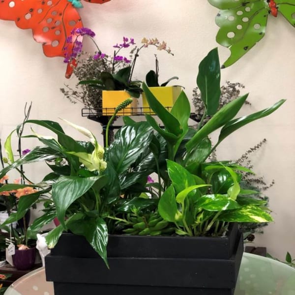 Mixed green potted plants in a black rectangular planter
