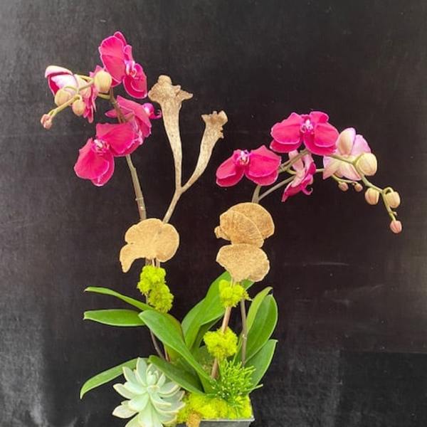 Pink orchid arrangement in a gray square pot with a succulent accent