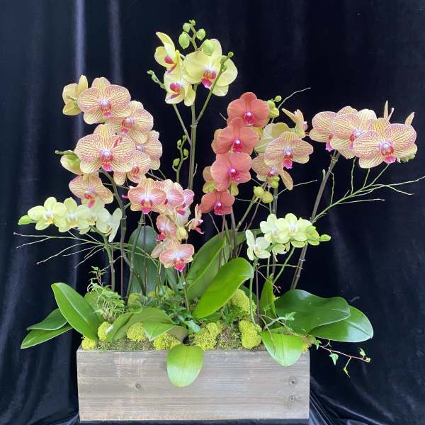 Orchid arrangement in a rectangular wooden planter with pink and yellow blooms