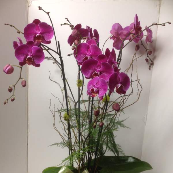 Magenta orchid arrangement in a low pot with a ribbon bow