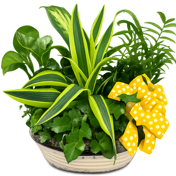 Potted green plant arrangement with a yellow polka-dot bow