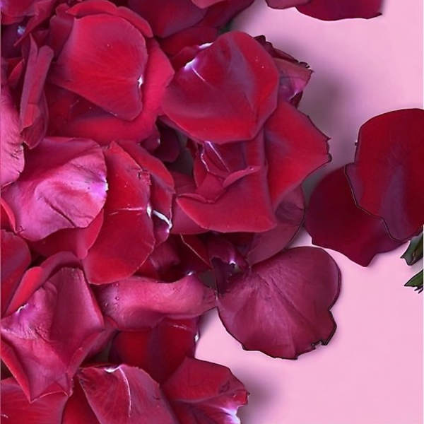 Close-up of deep red rose petals on a pink background