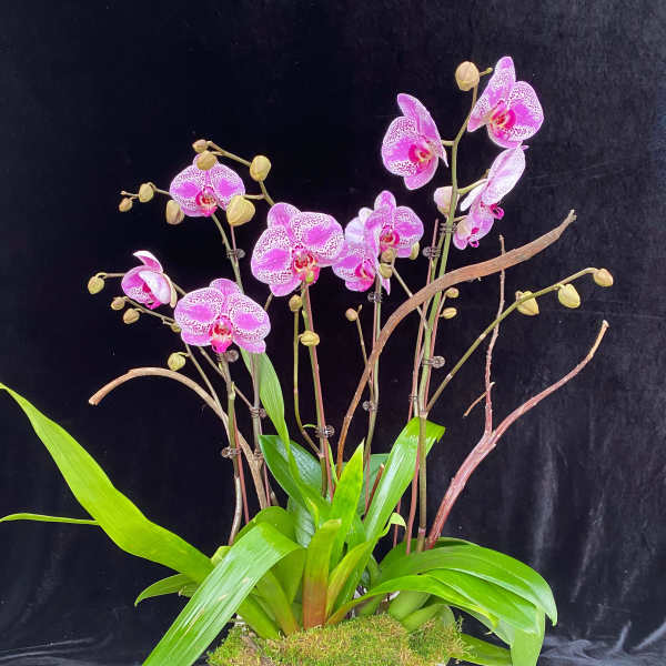 Pink orchids in a white planter with broad green leaves