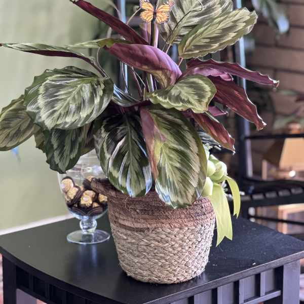 Potted plant with variegated leaves and butterfly picks in a woven basket
