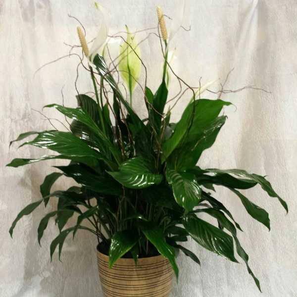 Potted green plant with glossy leaves and tall white spathes