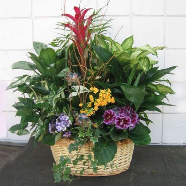 Mixed potted plants and flowers in a wicker basket