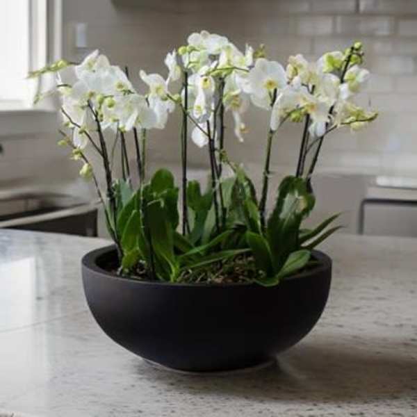 White orchids arranged in a black bowl planter