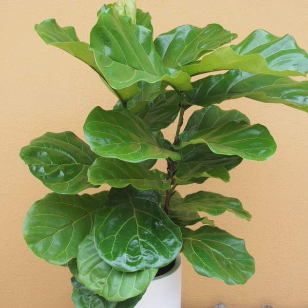 Fiddle Leaf Fig