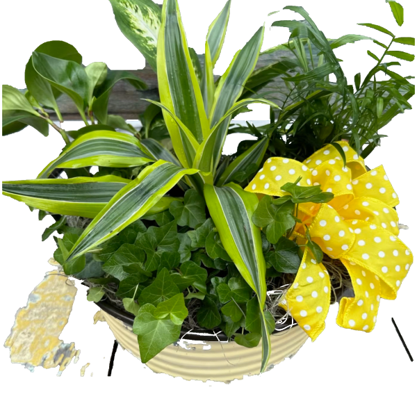 Potted green plant arrangement with a yellow polka-dot bow