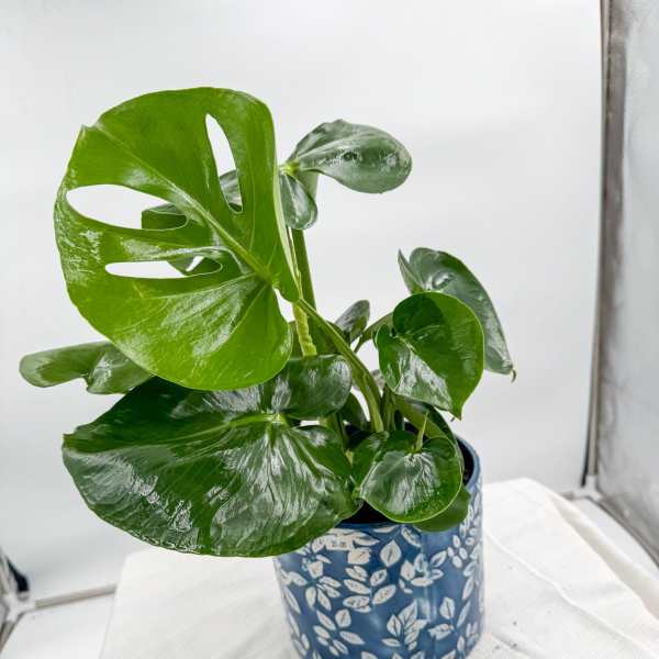 Monstera Deliciosa