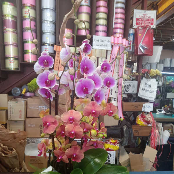 Potted orchid arrangement with pink and purple blooms in a gold container