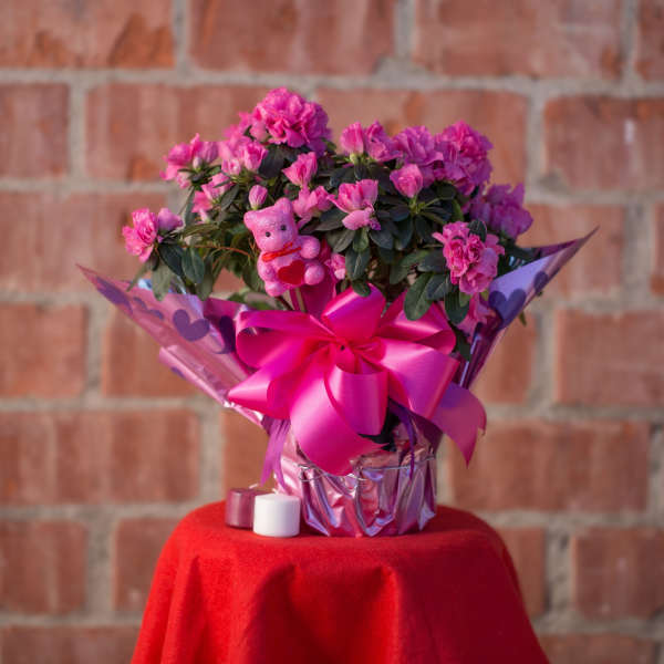 Pink potted flowering plant with a large ribbon and teddy bear decoration