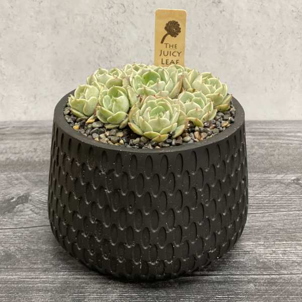Potted succulent arrangement in a black textured planter