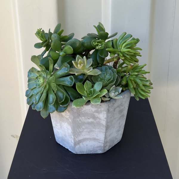 Potted succulent arrangement in a gray geometric planter