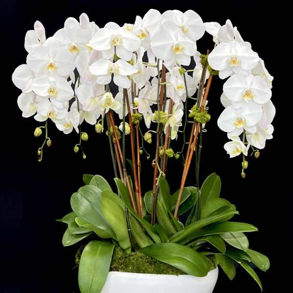 White orchid arrangement in a white bowl planter