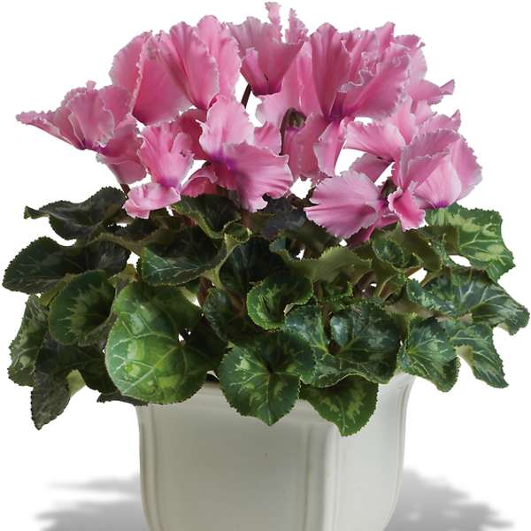 Pink cyclamen in a white ceramic pot