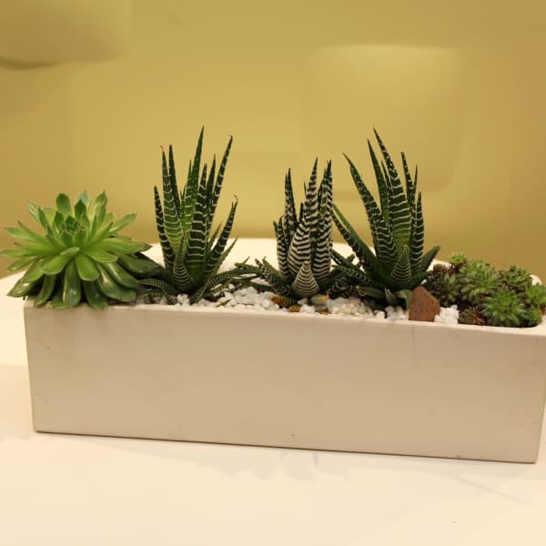 Succulent arrangement in a rectangular white planter with white stones