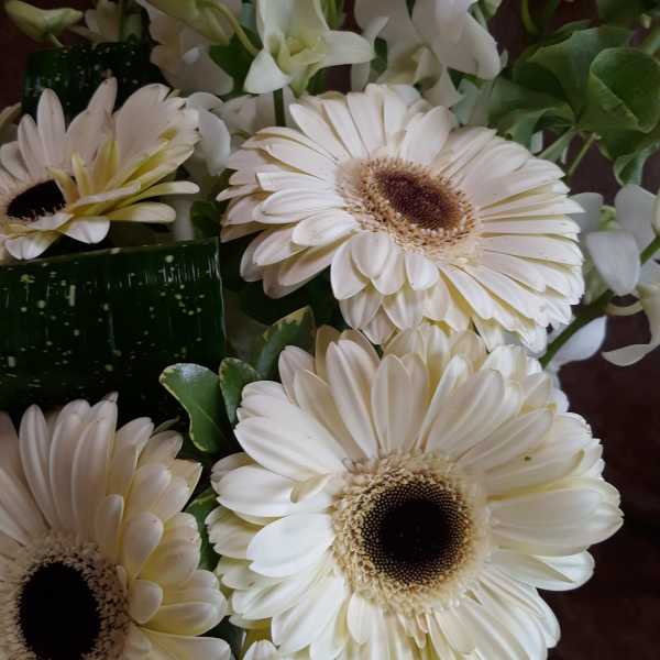 White gerbera daisies and white orchids in a bouquet