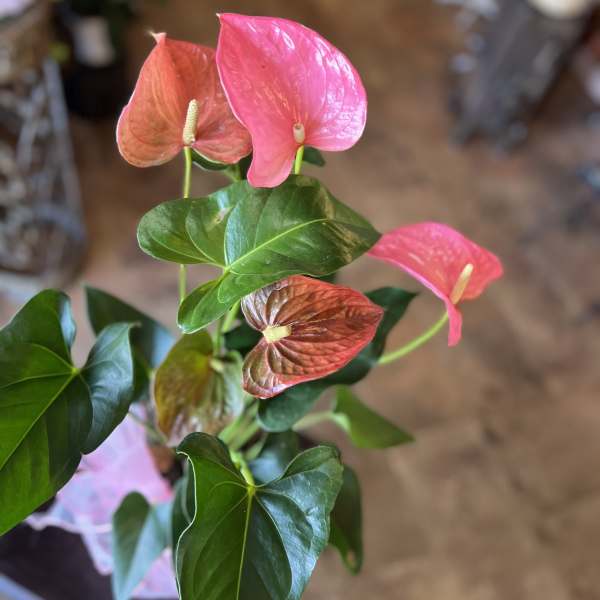 Pink Anthurium Plant