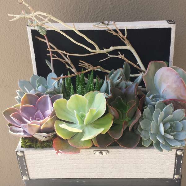Succulent arrangement in a white box with branching twigs