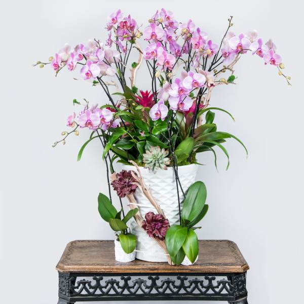 Pink orchid arrangement in a white textured pot with succulents and broad green leaves