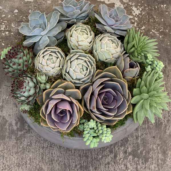 Round succulent arrangement in a shallow gray planter