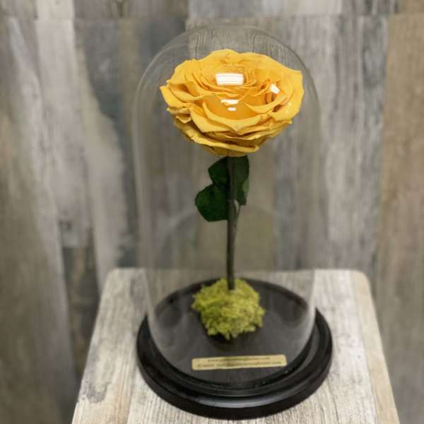 Single yellow rose under a glass dome on a black base