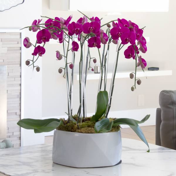 Magenta orchids arranged in a white ceramic planter