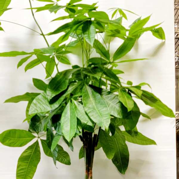 Potted money tree plant in a white cylindrical planter