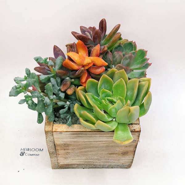 Succulent arrangement in a rustic wooden box