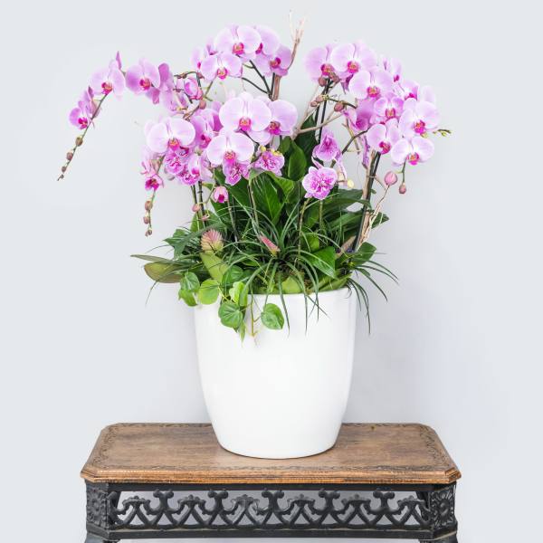 Pink orchids arranged in a white pot with trailing greenery