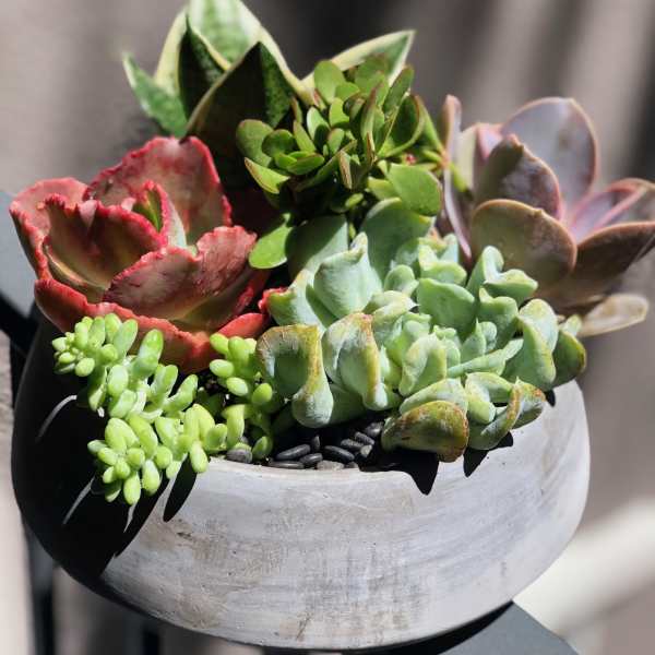 Mixed succulents in a round gray planter