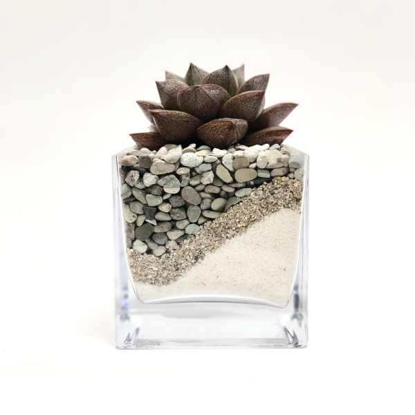 Succulent in a clear square glass planter filled with decorative stones
