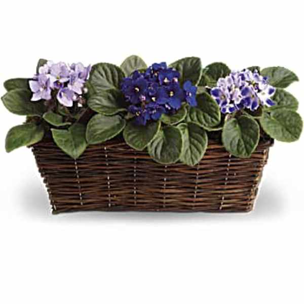 Three African violet plants in a wicker basket