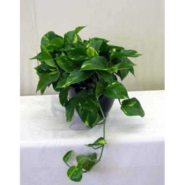 Potted trailing green houseplant with glossy heart-shaped leaves