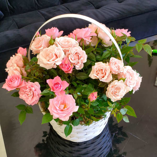 Pink rose plant in a white basket with handle on a black table