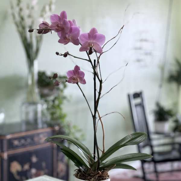 Pink orchid plant in a white textured pot